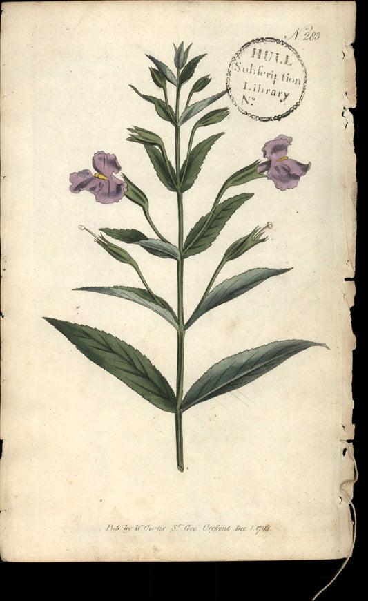 Plate 283 - Narrow-leaved Monkey-flower