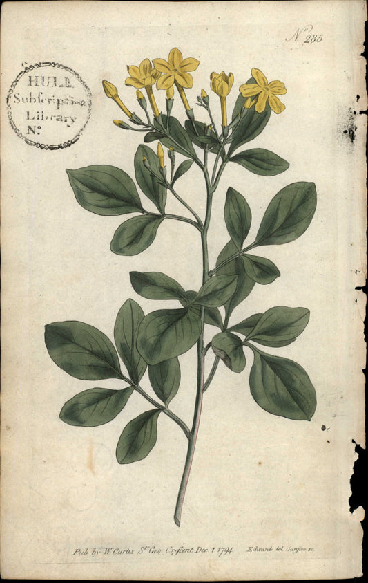 Plate 285 - Sweetest Jasmine