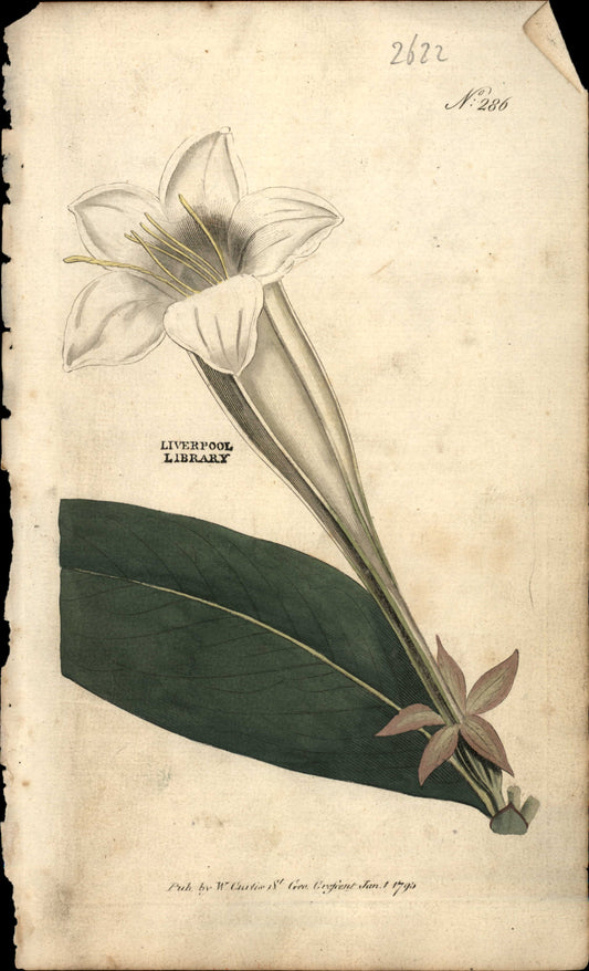 Curtis Botanical – Plate 286 – Portlandia Grandiflora