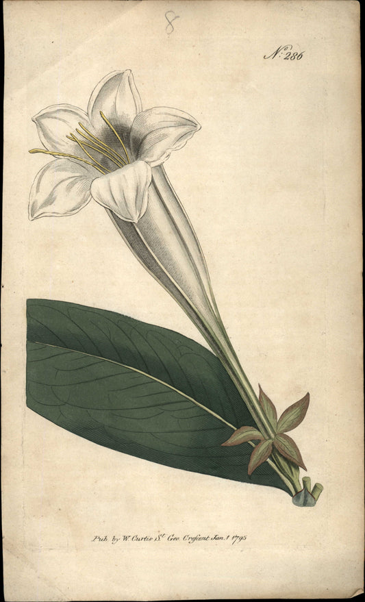 Plate 286 - Flowered Portlandia