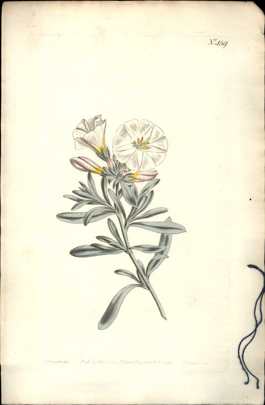 Plate 459 - Pentandria Monogynia