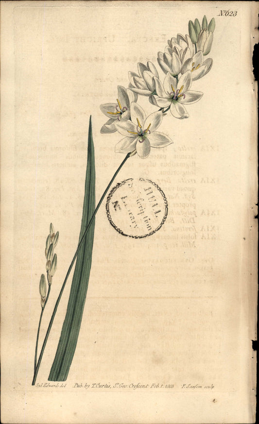 Plate 623 - Upright Ixia