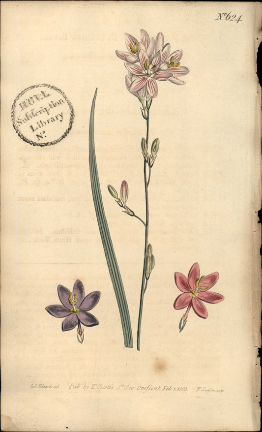 Plate 624 - Flexuose Ixia