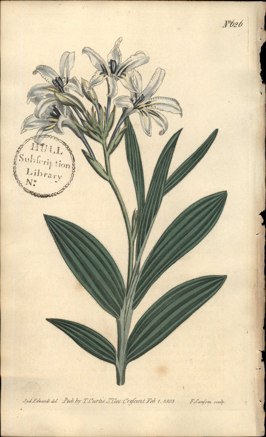 Plate 626 - Babiana HYACINTH