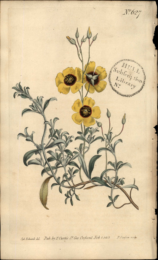 Plate 627 - Algarve Cistus