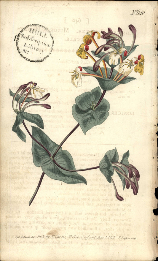 Plate 640 - Pentandria Monogynia