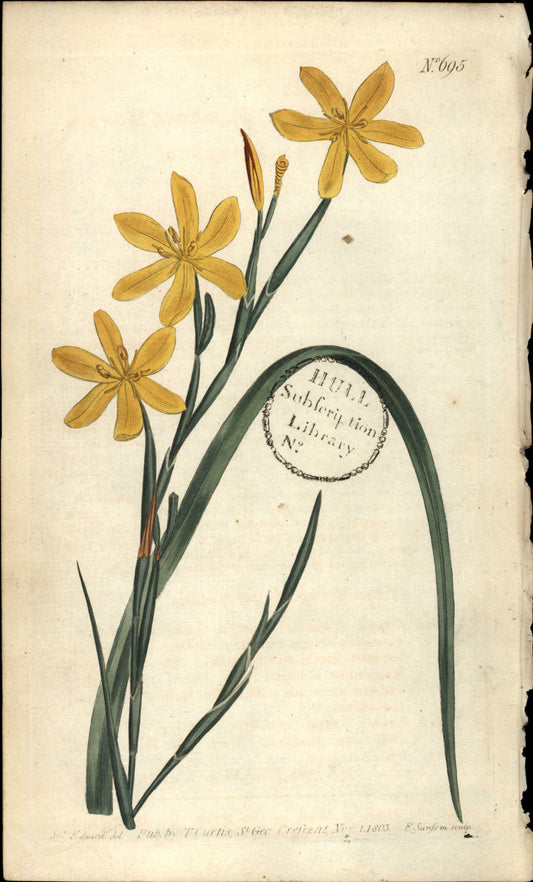 Plate 695 - Flexuose Morea