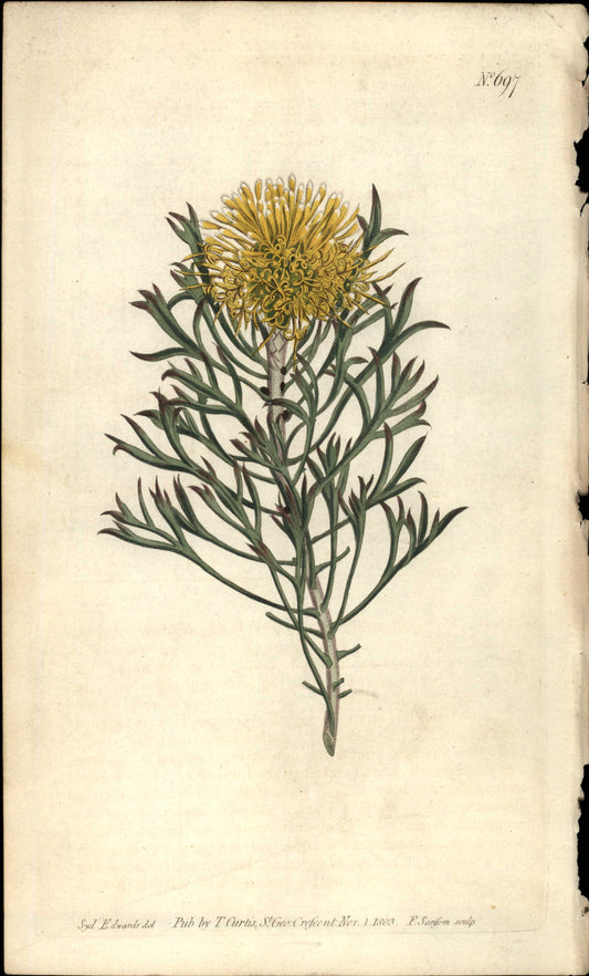 Plate 697 - Protea Anemonifolia