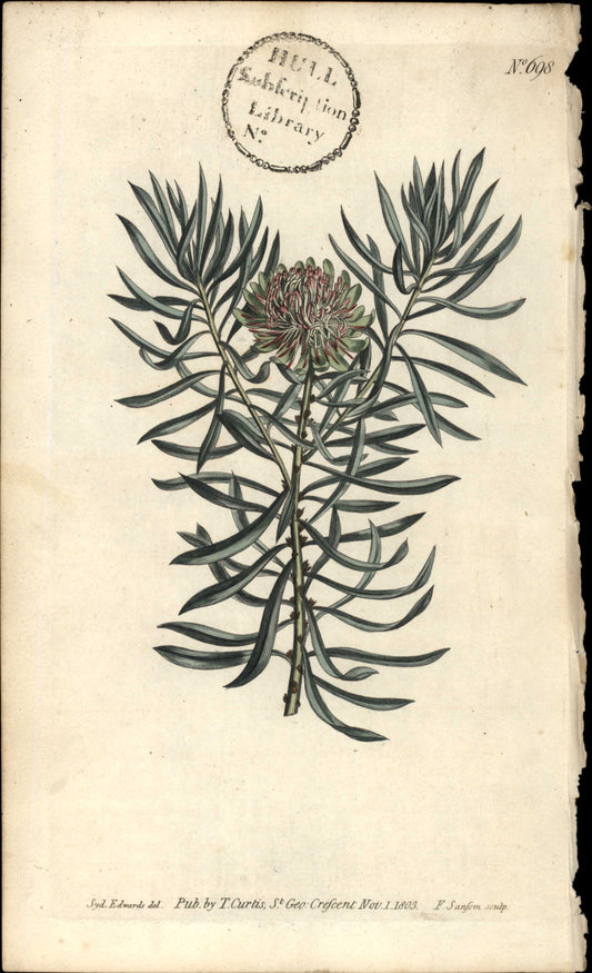 Plate 698 - Protea Scolymus