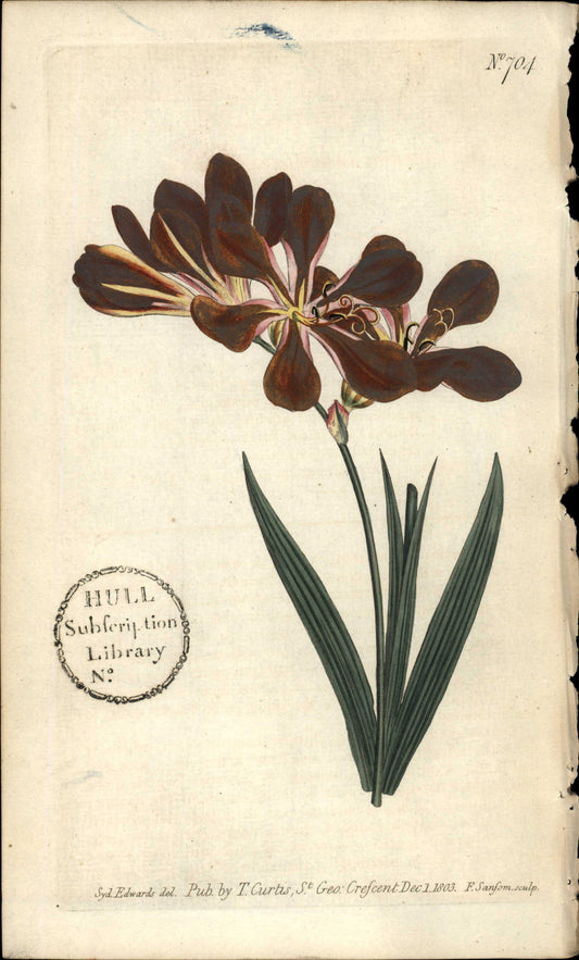 Plate 704 - Open-flowered Tritonia