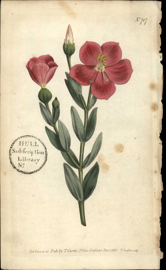 Plate 707 - Chironia Decussata