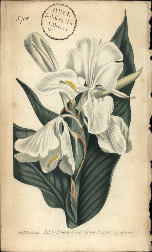 Plate 708 - Monandria Monogynia