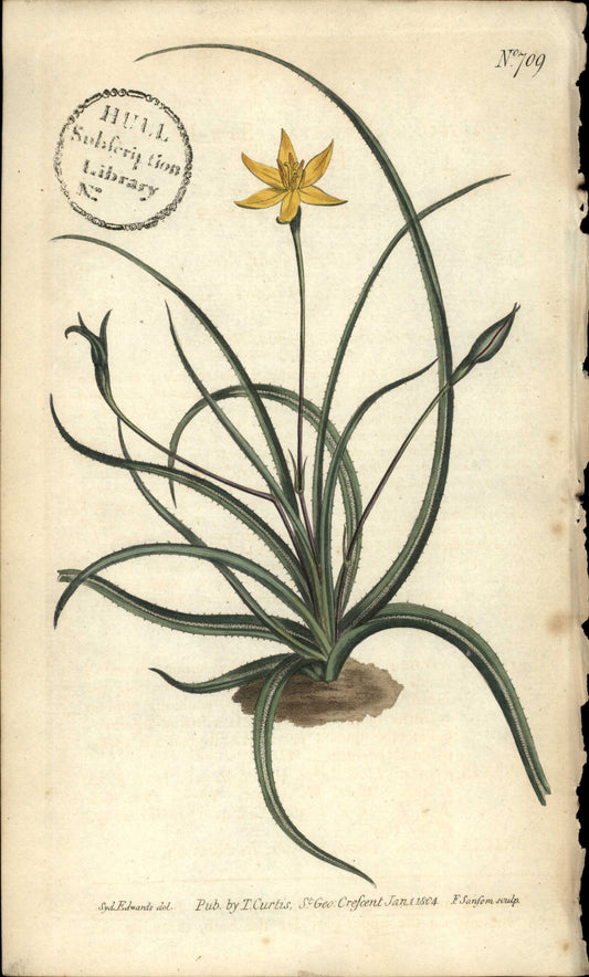 Plate 709 - Saw-leaved Hypoxis