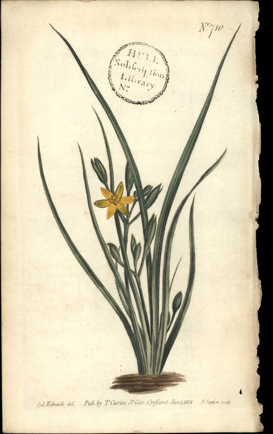 Plate 710 - Hypoxis Erecta