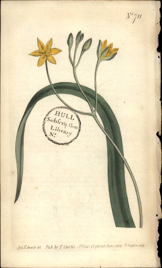 Plate 711 - Creeping Hypoxis