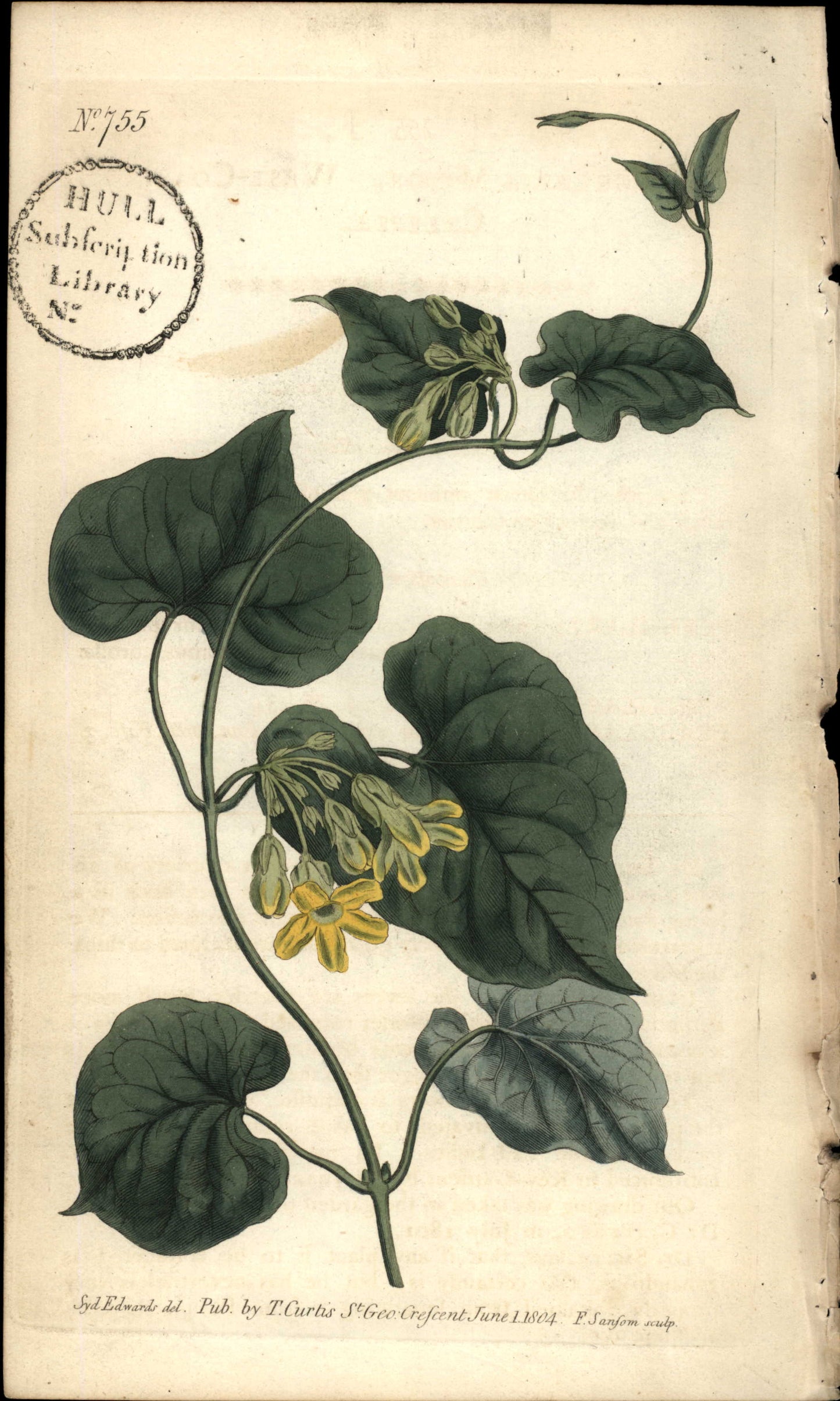 Plate 755 - Pergularia Minor