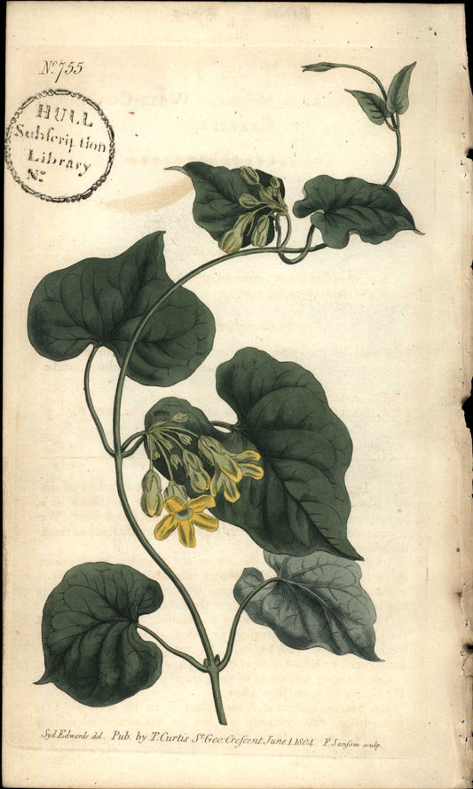 Plate 755 - Pergularia Minor