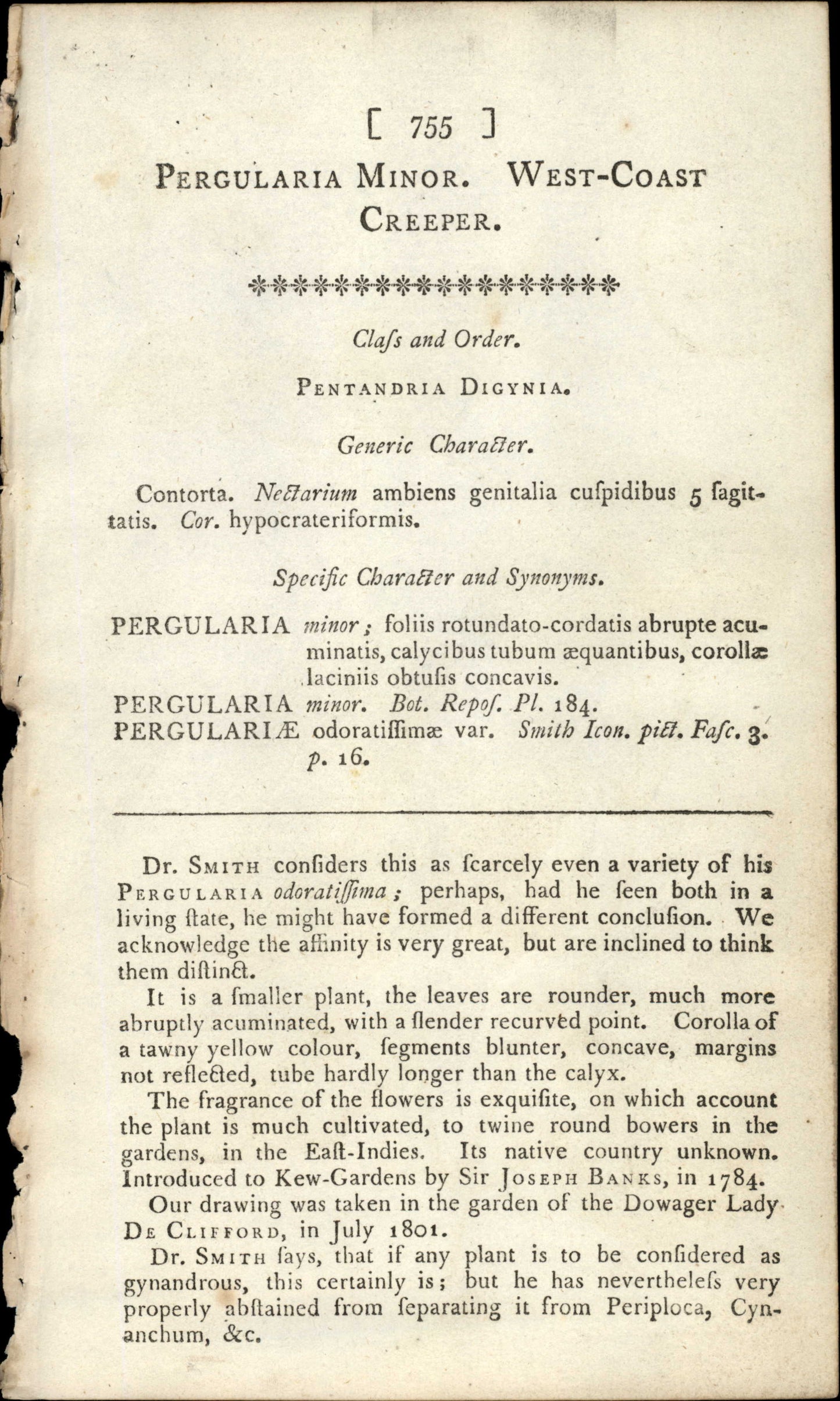 Plate 755 - Pergularia Minor