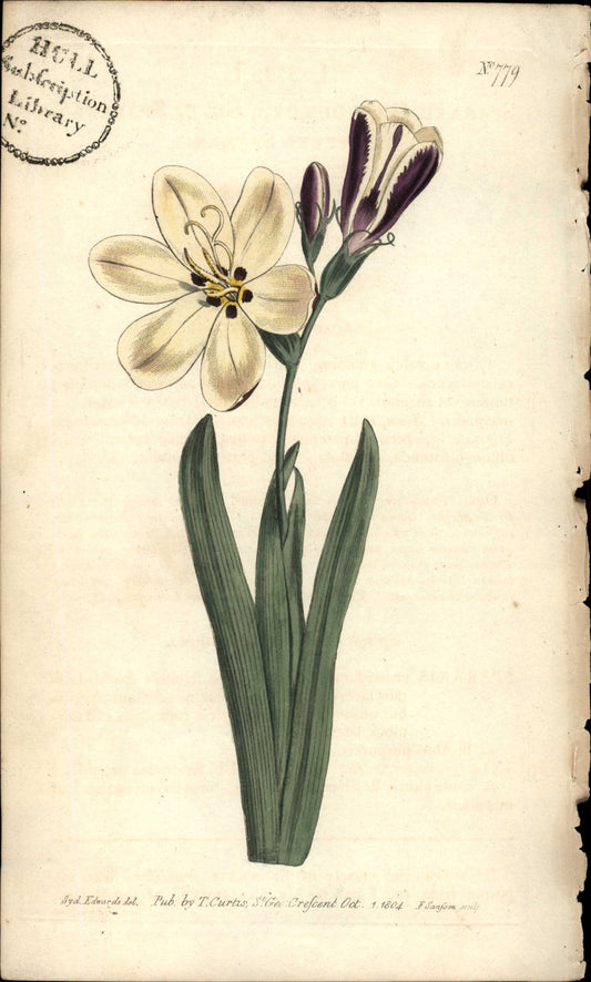 Plate 779 - Flowered Sparaxis