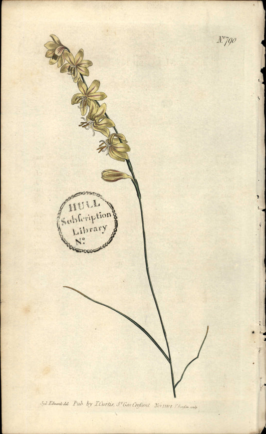 Plate 790 - Leaved Hesperantha