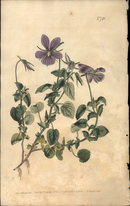 Plate 791 - Viola Cornuta