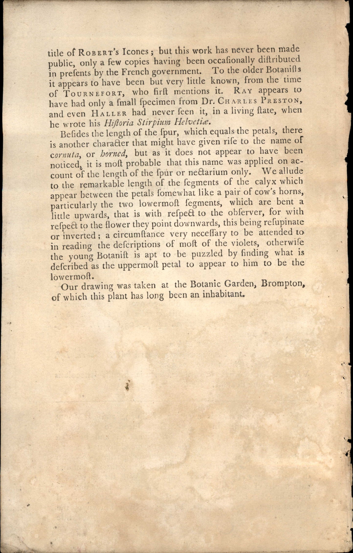Plate 791 - Viola Cornuta