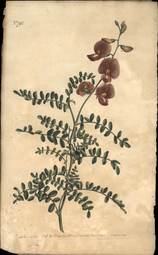 Plate 792 - Colutea Galegifolia