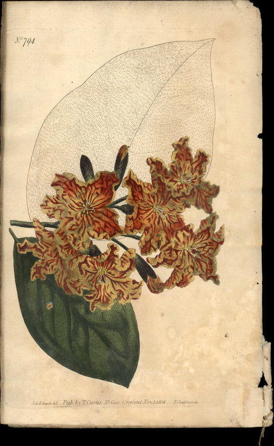 Plate 794 - Rough-leaved Cordia