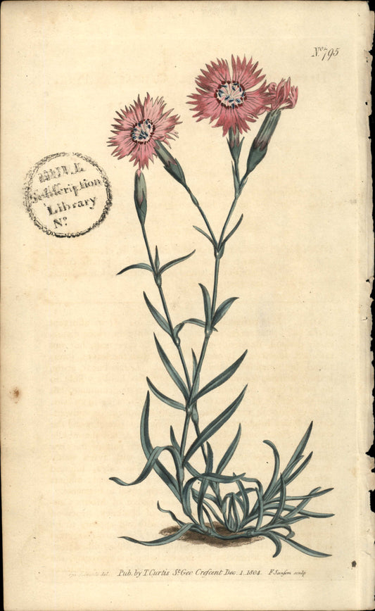Plate 795 - Dianthus Caucaseus