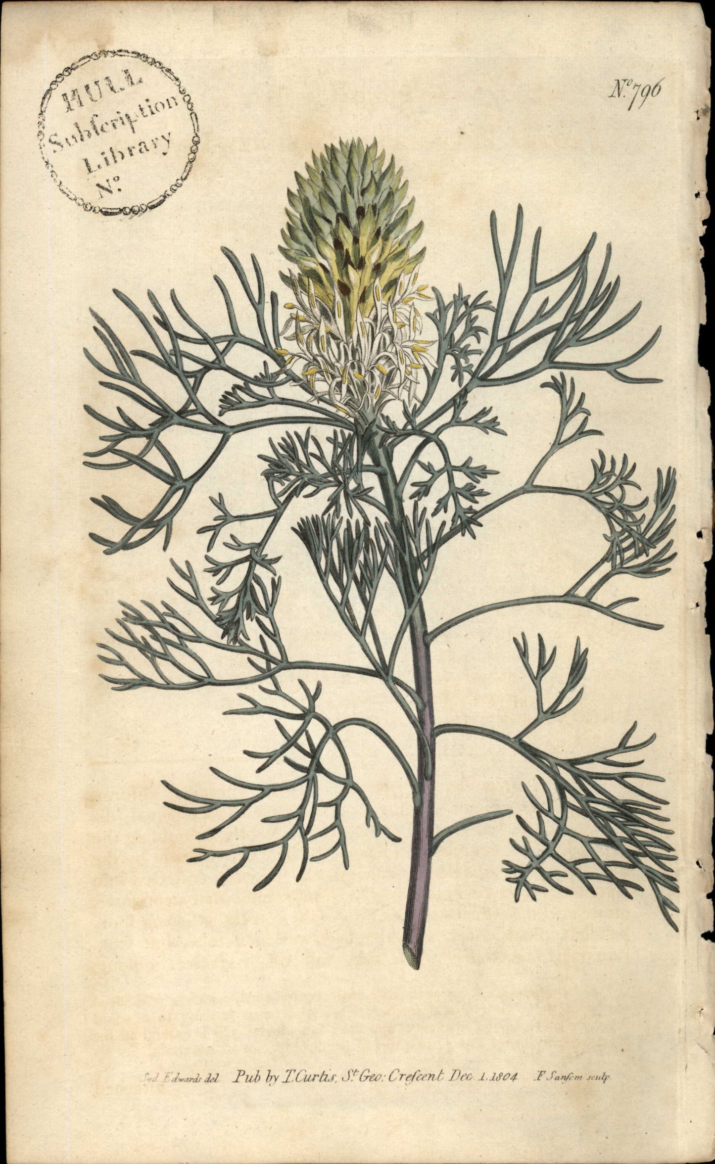Plate 796 - Protea Pulchella