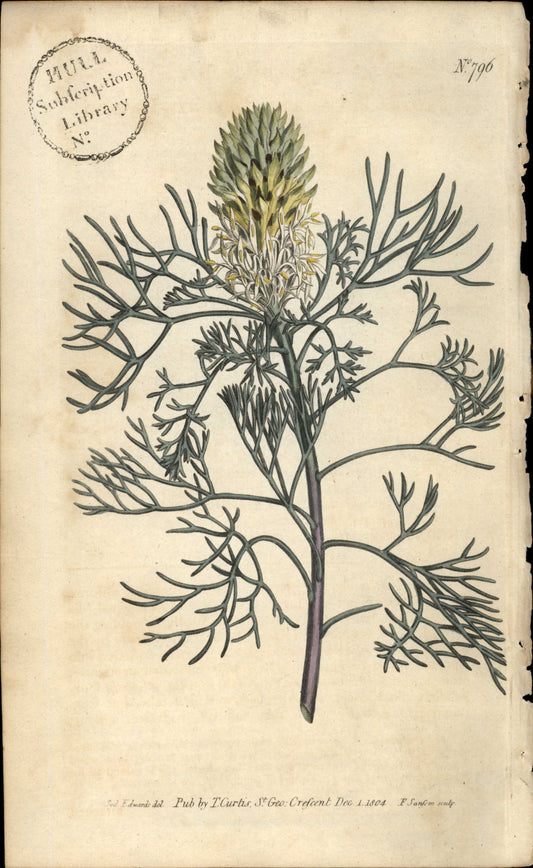 Plate 796 - Protea Pulchella