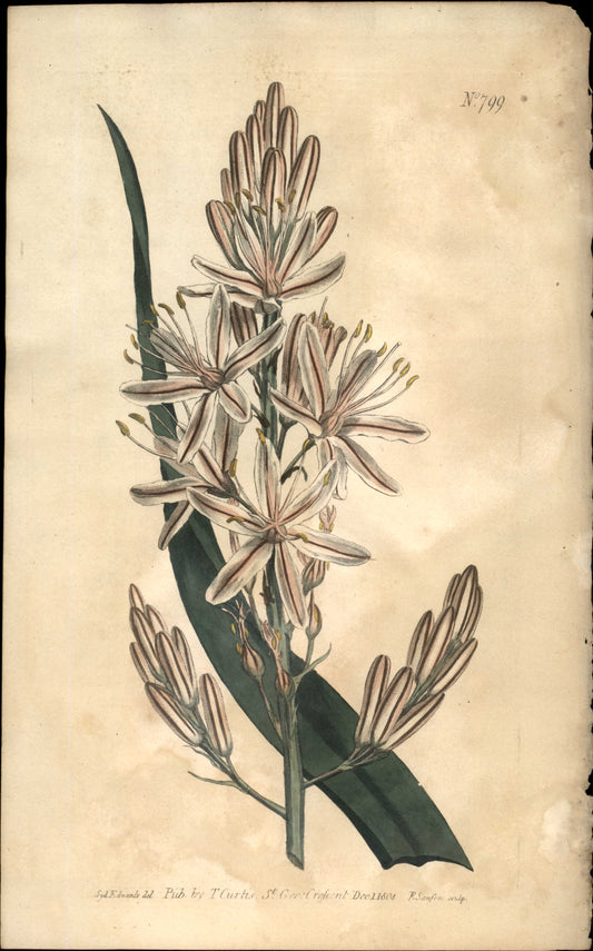 Botanical illustration of a plant with green leaves and pinkish flowers on a beige background.