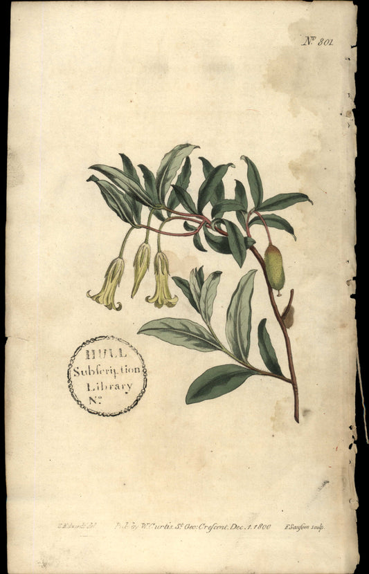 Plate 801 - Billardiera Scandens