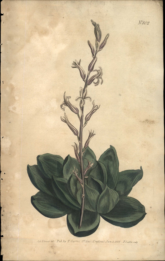Plate 802 - Aloe Cymdiformis