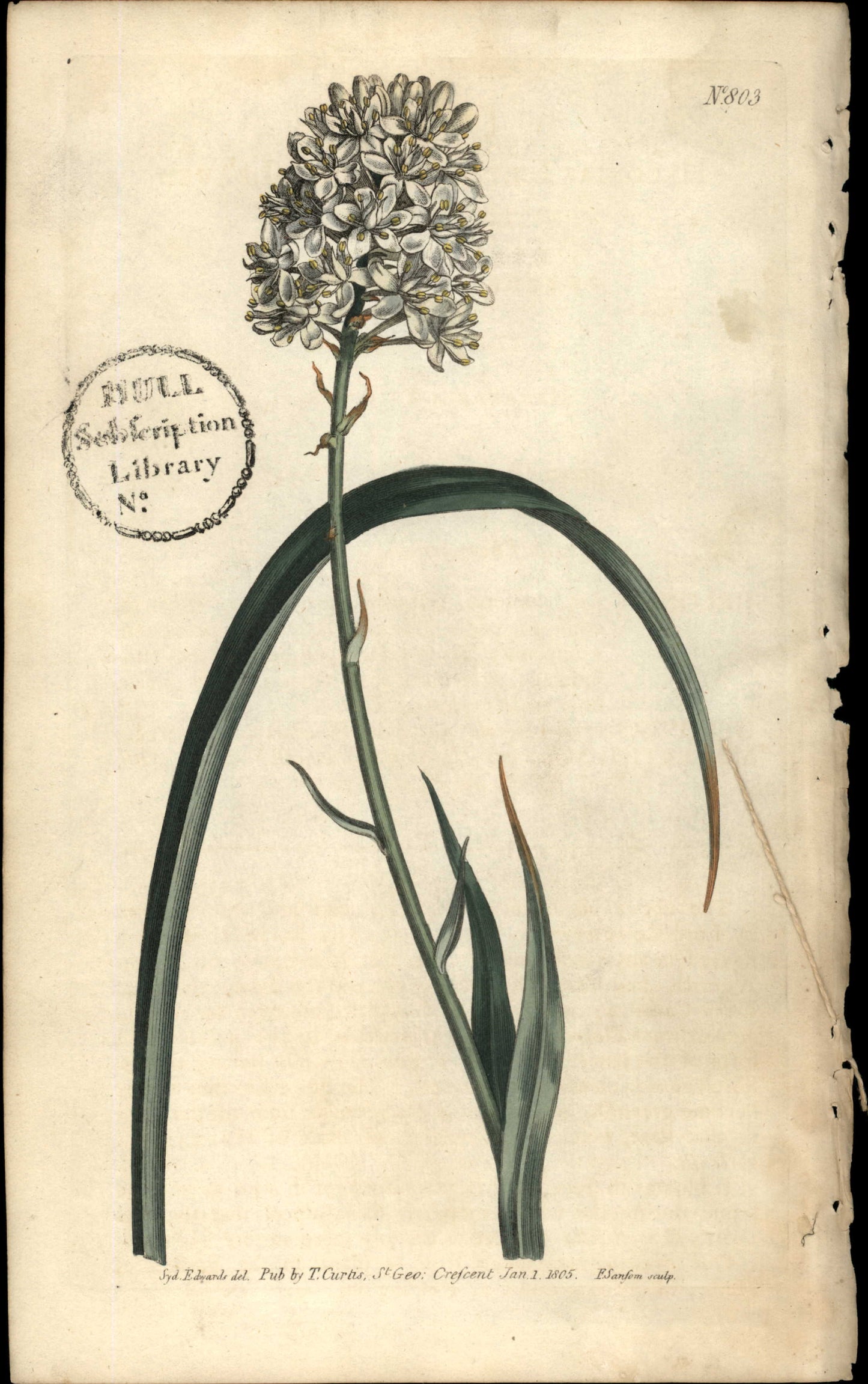 Plate 803 - Helonias Leta