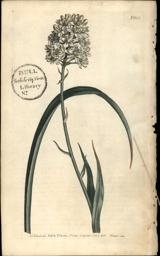 Plate 803 - Helonias Leta