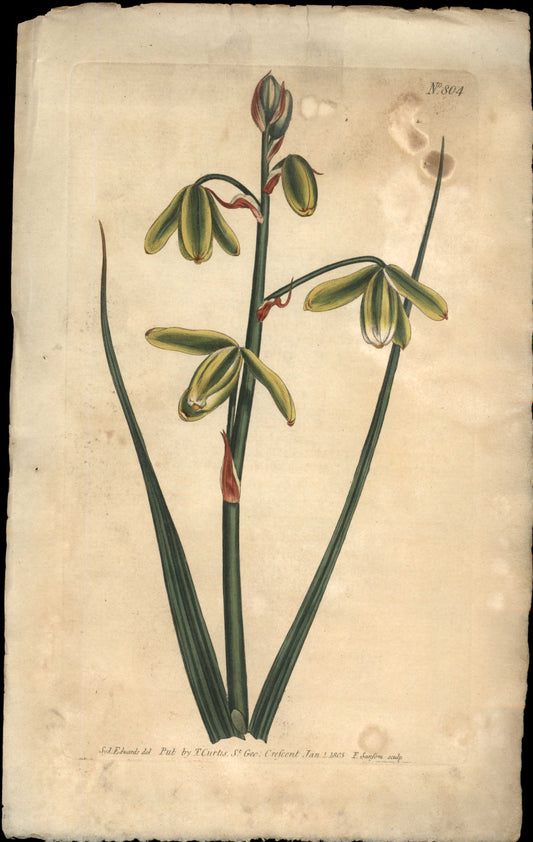 Plate 804 - Larger Albuca