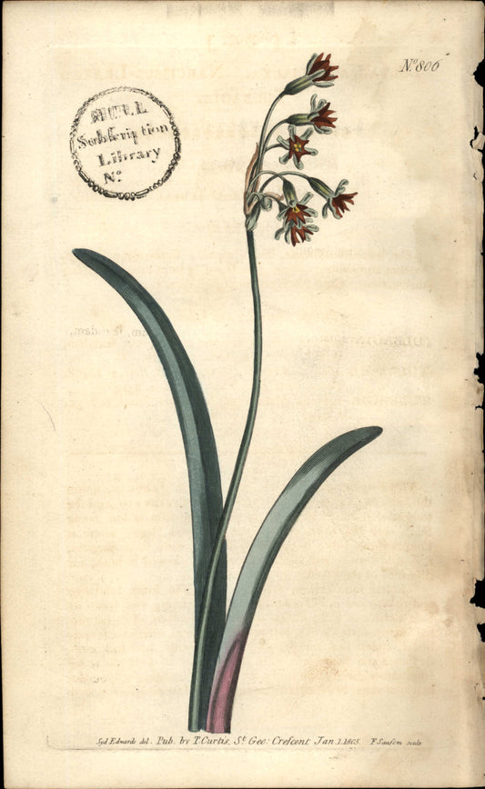 Plate 806 - Tulbagia Alliacea