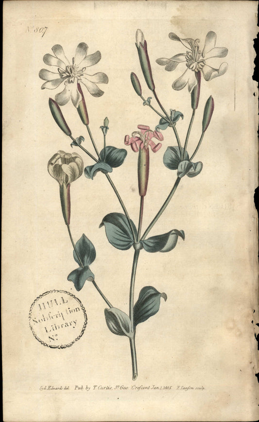 Plate 807 - Silene Chlorafolia  Armenian Catchfly