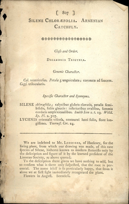 Plate 807 - Silene Chlorafolia  Armenian Catchfly