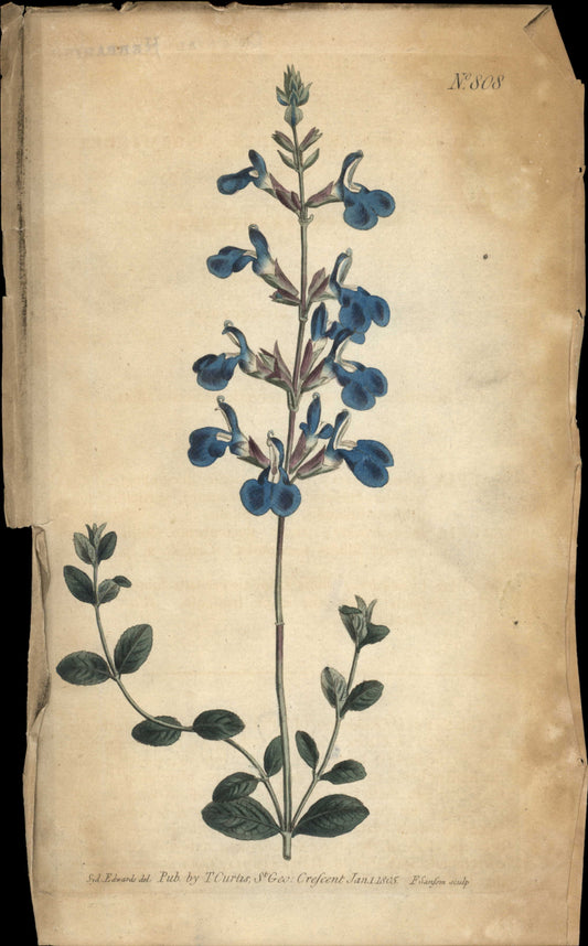 Plate 808 - Salvia Chamedrioides