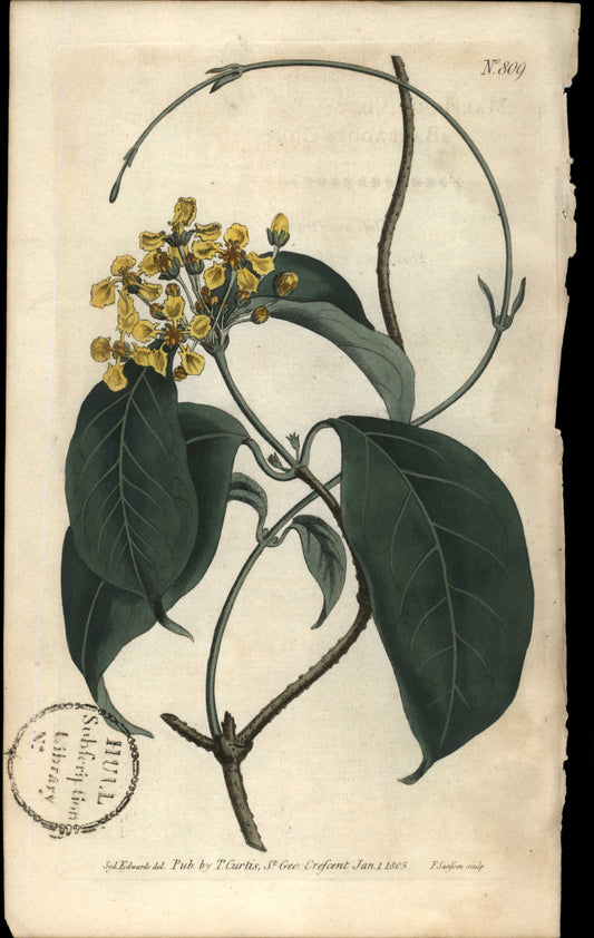 Plate 809 - Malpighia Volubilis