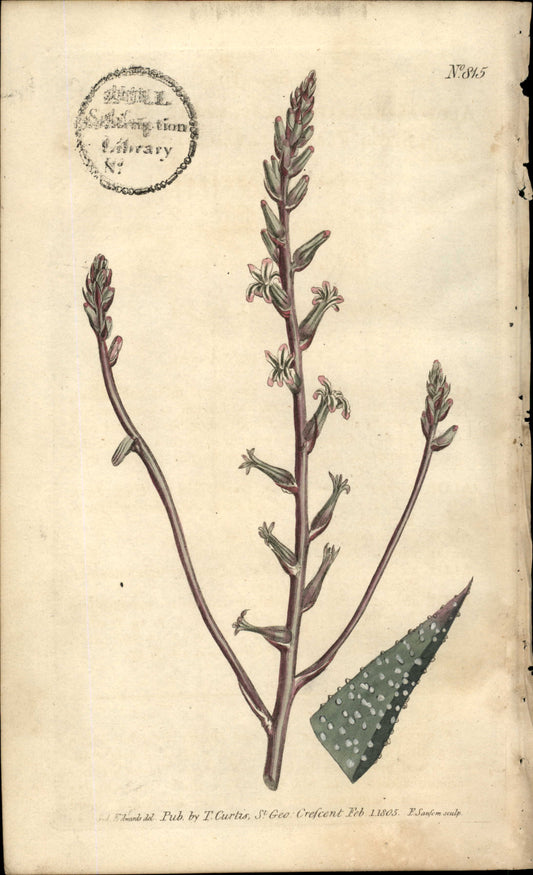 Plate 815 - Leaved Aloe