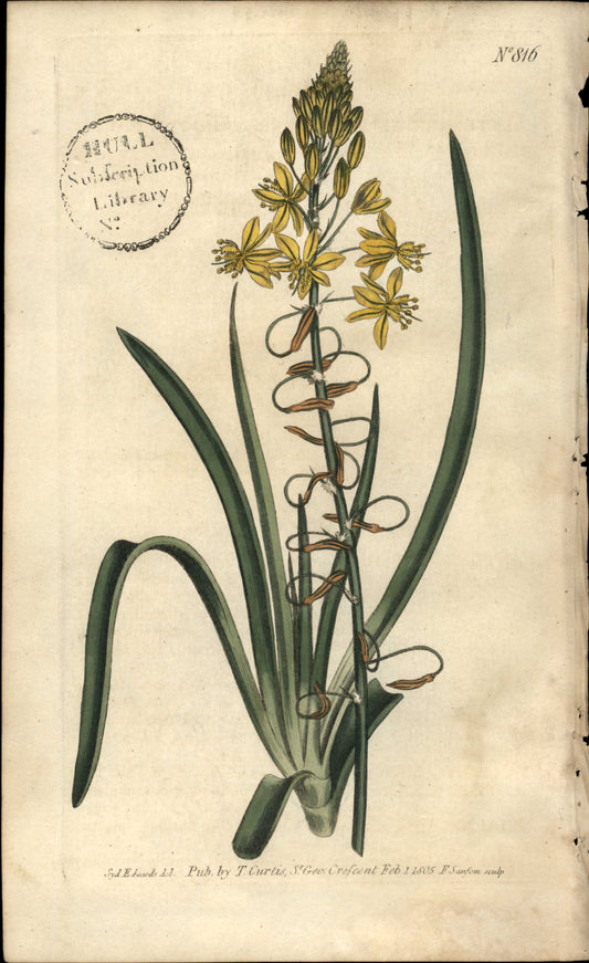 Plate 816 - Anthericum Frutescens