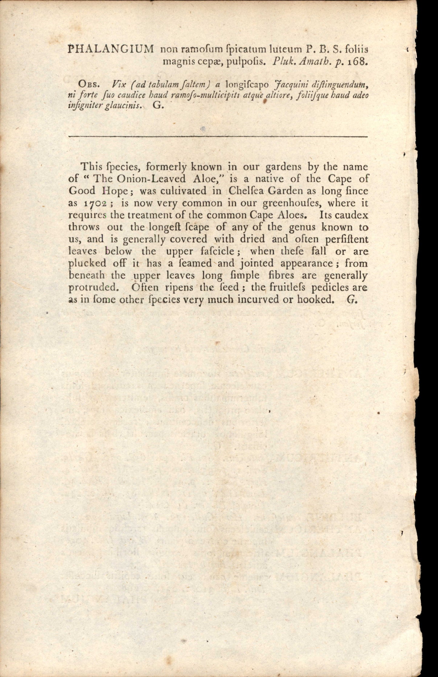 Plate 816 - Anthericum Frutescens