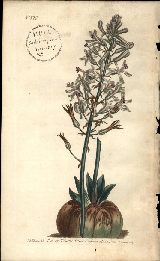 Plate 822 - Drimia Elata