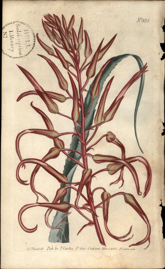 Plate 824 - Pitcairnia Bromeliefolia