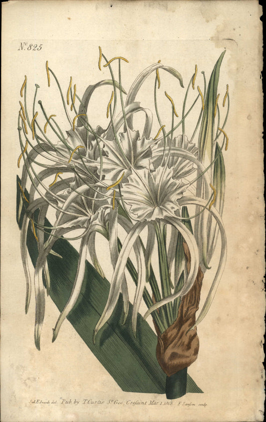 Plate 825 - Lesser Sea-shore Pancratium