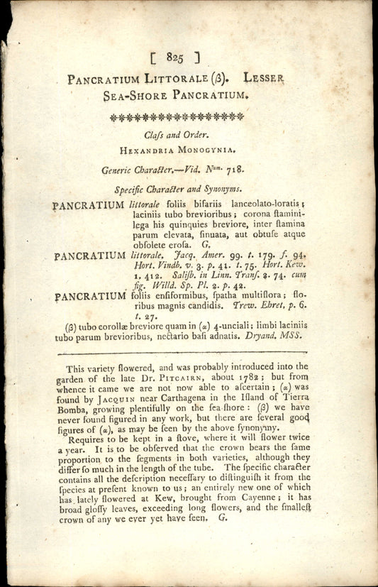 Plate 825 - Lesser Sea-shore Pancratium