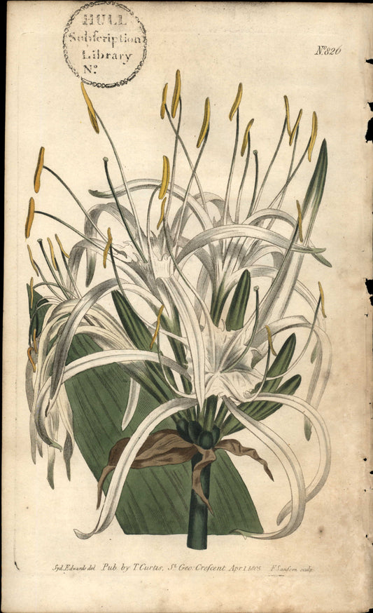 Plate 826 - West-indian Pancratium